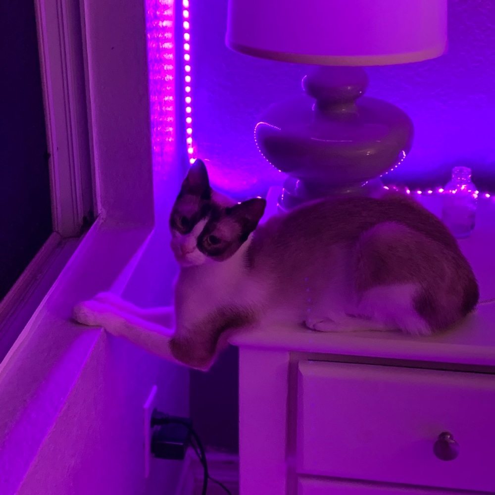 cat for sale🤪